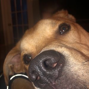 Meet your Posher, Abi